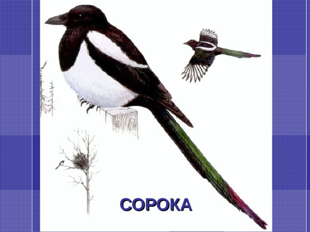 СОРОКА 