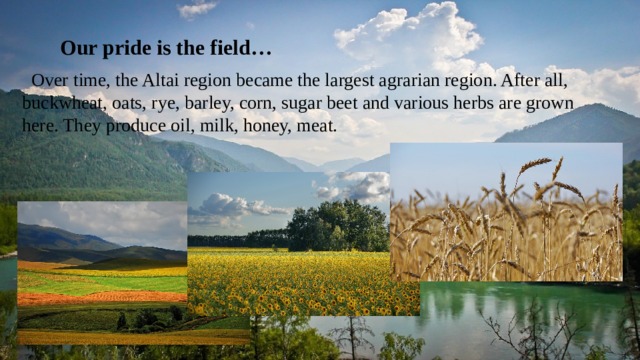  Our pride is the field…  Over time, the Altai region became the largest agrarian region. After all, buckwheat, oats, rye, barley, corn, sugar beet and various herbs are grown here. They produce oil, milk, honey, meat. 
