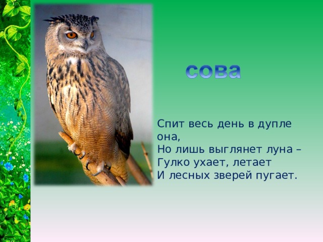 Спит весь день в дупле она, Но лишь выглянет луна – Гулко ухает, летает И лесных зверей пугает. 