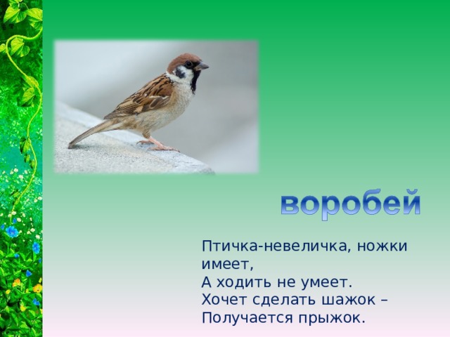 Птичка-невеличка, ножки имеет, А ходить не умеет. Хочет сделать шажок – Получается прыжок. 