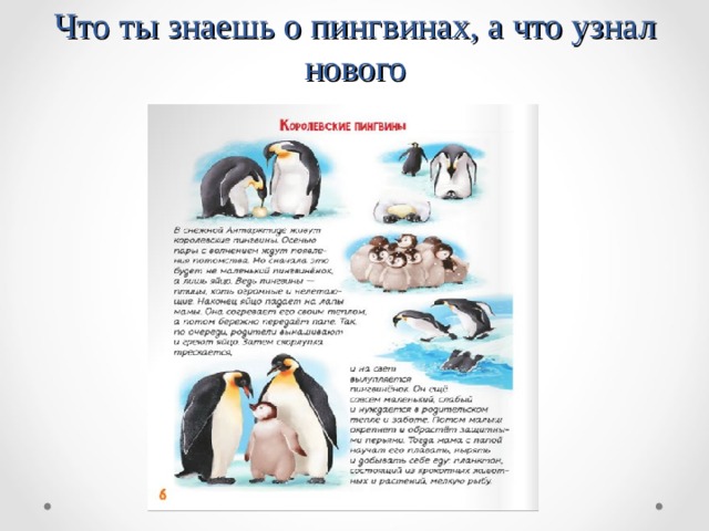      Что ты знаешь о пингвинах, а что узнал нового 