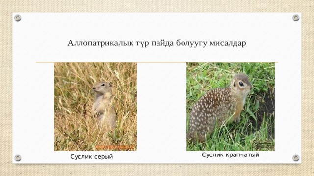 Аллопатрикалык түр пайда болуугу мисалдар Суслик крапчатый Суслик серый 