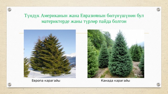 Түндүк Американын жана Евразиянын бөлүнүшүнөн бул материктерде жаны түрлөр пайда болгон Европа карагайы Канада карагайы 