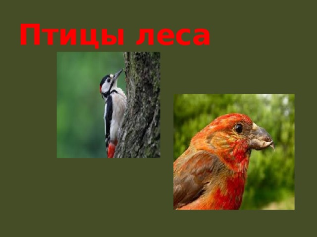 Птицы леса 