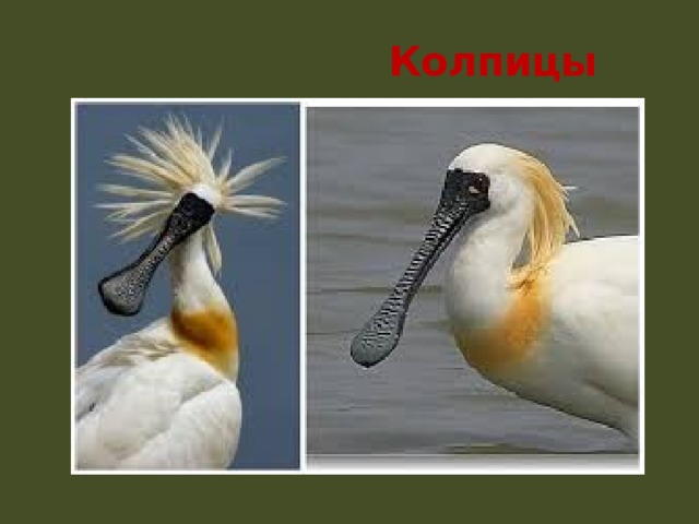  Колпицы 