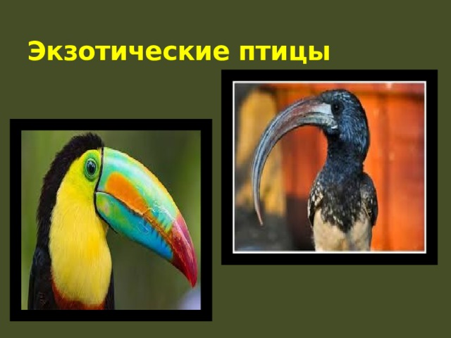 Экзотические птицы 