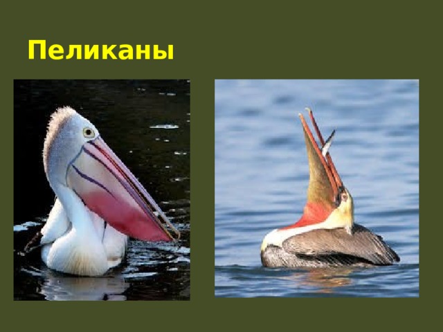 Пеликаны  
