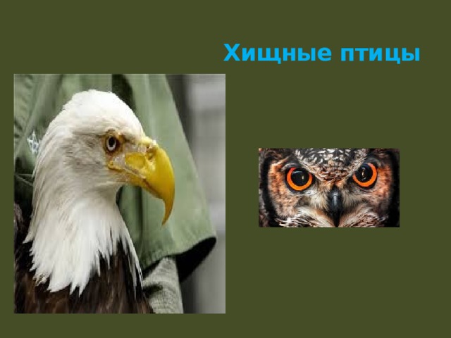  Хищные птицы 
