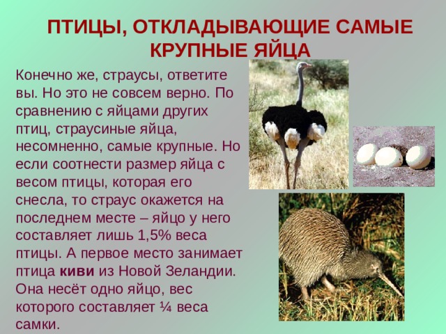 ПТИЦЫ, ОТКЛАДЫВАЮЩИЕ САМЫЕ КРУПНЫЕ ЯЙЦА Конечно же, страусы, ответите вы. Но это не совсем верно. По сравнению с яйцами других птиц, страусиные яйца, несомненно, самые крупные. Но если соотнести размер яйца с весом птицы, которая его снесла, то страус окажется на последнем месте – яйцо у него составляет лишь 1,5% веса птицы. А первое место занимает птица киви из Новой Зеландии. Она несёт одно яйцо, вес которого составляет ¼ веса самки. 