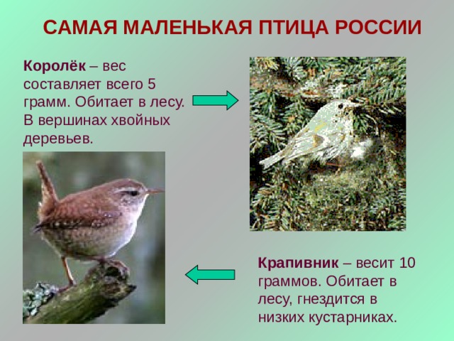 САМАЯ МАЛЕНЬКАЯ ПТИЦА РОССИИ Королёк – вес составляет всего 5 грамм. Обитает в лесу. В вершинах хвойных деревьев. Крапивник – весит 10 граммов. Обитает в лесу, гнездится в низких кустарниках. 