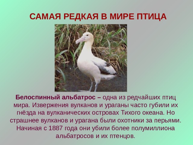 САМАЯ РЕДКАЯ В МИРЕ ПТИЦА Белоспинный альбатрос – одна из редчайших птиц мира. Извержения вулканов и ураганы часто губили их гнёзда на вулканических островах Тихого океана. Но страшнее вулканов и урагана были охотники за перьями. Начиная с 1887 года они убили более полумиллиона альбатросов и их птенцов. 