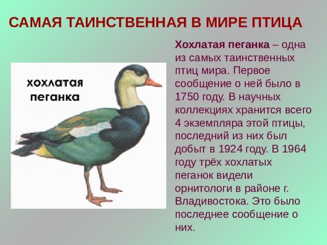 САМАЯ ТАИНСТВЕННАЯ В МИРЕ ПТИЦА Хохлатая пеганка – одна из самых таинственных птиц мира. Первое сообщение о ней было в 1750 году. В научных коллекциях хранится всего 4 экземпляра этой птицы, последний из них был добыт в 1924 году. В 1964 году трёх хохлатых пеганок видели орнитологи в районе г. Владивостока. Это было последнее сообщение о них. 