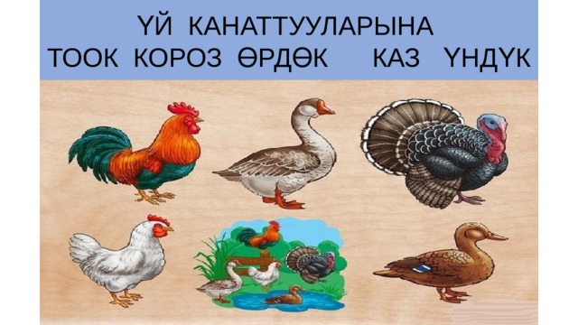 ҮЙ КАНАТТУУЛАРЫНА  ТООК КОРОЗ ӨРДӨК КАЗ ҮНДҮК 