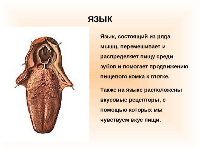ЯЗЫК Язык, состоящий из ряда мышц, перемешивает и распределяет пищу среди зубов и помогает продвижению пищевого комка к глотке. Также на языке расположены вкусовые рецепторы, с помощью которых мы чувствуем вкус пищи. 
