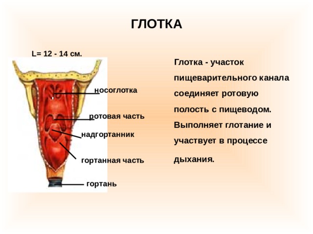 ГЛОТКА L= 12 - 14  см.  Глотка - участок пищеварительного канала соединяет ротовую полость с пищеводом. Выполняет глотание и участвует в процессе дыхания.   носоглотка ротовая часть надгортанник гортанная часть гортань 