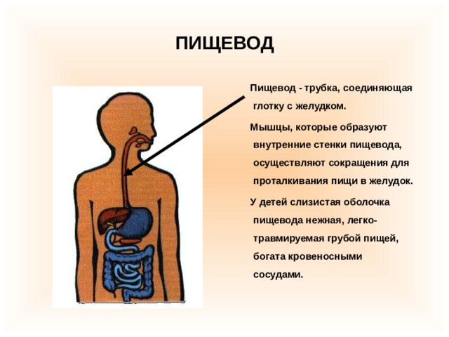 ПИЩЕВОД  Пищевод - трубка, соединяющая глотку с желудком.  Мышцы, которые образуют внутренние стенки пищевода, осуществляют сокращения для проталкивания пищи в желудок.  У детей слизистая оболочка пищевода нежная, легко-травмируемая грубой пищей, богата кровеносными сосудами. 