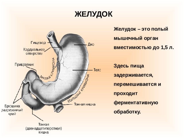 ЖЕЛУДОК Желудок – это полый мышечный орган вместимостью до 1,5 л.  Здесь пища задерживается, перемешивается и проходит ферментативную обработку. 