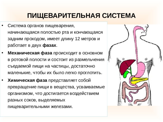 ПИЩЕВАРИТЕЛЬНАЯ СИСТЕМА Система органов пищеварения, начинающаяся полостью рта и кончающаяся задним проходом, имеет длину 12 метров и работает в двух фазах . Механическая фаза происходит в основном в ротовой полости и состоит из размельчения съедаемой пищи на частицы, достаточно маленькие, чтобы их было легко проглотить. Химическая фаза представляет собой превращение пищи в вещества, усваиваемые организмом, что достигается воздействием разных соков, выделяемых пищеварительными железами. 