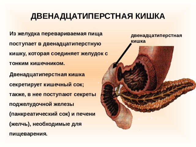 ДВЕНАДЦАТИПЕРСТНАЯ КИШКА  Из желудка перевариваемая пища поступает в двенадцатиперстную кишку, которая соединяет желудок с тонким кишечником.  Двенадцатиперстная кишка секретирует кишечный сок; также, в нее поступают секреты поджелудочной железы (панкреатический сок) и печени (желчь), необходимые для пищеварения.  двенадцатиперстная кишка 