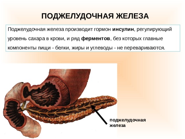 ПОДЖЕЛУДОЧНАЯ ЖЕЛЕЗА   Поджелудочная железа производит гормон инсулин , регулирующий уровень сахара в крови, и ряд ферментов , без которых главные компоненты пищи - белки, жиры и углеводы - не перевариваются. поджелудочная железа 