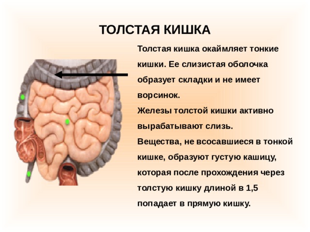 ТОЛСТАЯ КИШКА Толстая кишка окаймляет тонкие кишки. Ее слизистая оболочка образует складки и не имеет ворсинок. Железы толстой кишки активно вырабатывают слизь. Вещества, не всосавшиеся в тонкой кишке, образуют густую кашицу, которая после прохождения через толстую кишку длиной в 1,5 попадает в прямую кишку. 