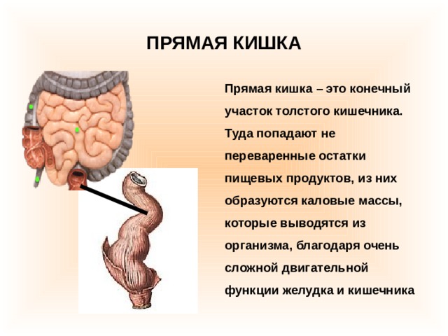 ПРЯМАЯ КИШКА Прямая кишка – это конечный участок толстого кишечника. Туда попадают не переваренные остатки пищевых продуктов, из них образуются каловые массы, которые выводятся из организма, благодаря очень сложной двигательной функции желудка и кишечника 