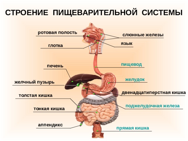 СТРОЕНИЕ ПИЩЕВАРИТЕЛЬНОЙ СИСТЕМЫ ротовая полость слюнные железы язык глотка пищевод печень желудок желчный пузырь двенадцатиперстная кишка толстая кишка поджелудочная железа тонкая кишка аппендикс прямая кишка 