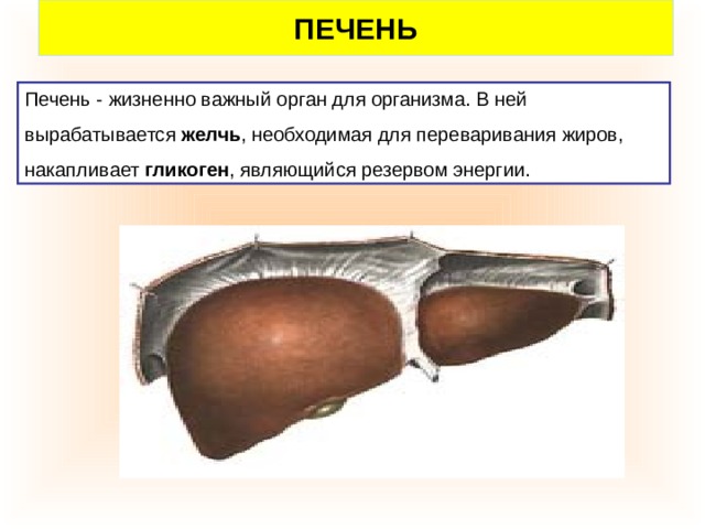 ПЕЧЕНЬ Печень - жизненно важный орган для организма. В ней вырабатывается желчь , необходимая для переваривания жиров, накапливает гликоген , являющийся резервом энергии. 