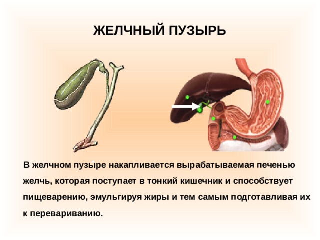 ЖЕЛЧНЫЙ ПУЗЫРЬ  В желчном пузыре накапливается вырабатываемая печенью желчь, которая поступает в тонкий кишечник и способствует пищеварению, эмульгируя жиры и тем самым подготавливая их к перевариванию. 