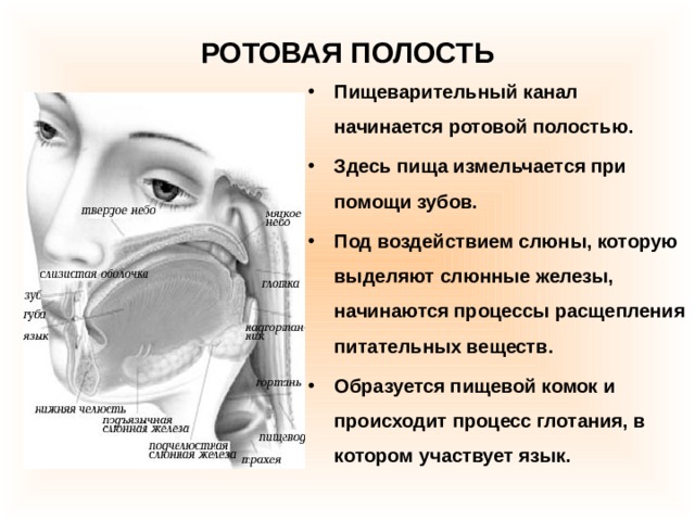РОТОВАЯ ПОЛОСТЬ Пищеварительный канал начинается ротовой полостью. Здесь пища измельчается при помощи зубов. Под воздействием слюны, которую выделяют слюнные железы, начинаются процессы расщепления питательных веществ. Образуется пищевой комок и происходит процесс глотания, в котором участвует язык.  
