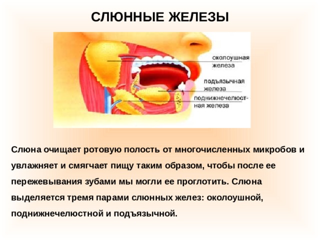 СЛЮННЫЕ ЖЕЛЕЗЫ   Слюна очищает ротовую полость от многочисленных микробов и увлажняет и смягчает пищу таким образом, чтобы после ее пережевывания зубами мы могли ее проглотить. Слюна выделяется тремя парами слюнных желез: околоушной, поднижнечелюстной и подъязычной. 