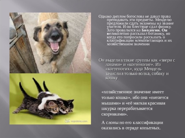 Однако диплом богослова не давал права преподавать эти предметы. Менделю предложили сдать экзамены на звание учителя. И он блестяще сдал физику. Зато провалился на Биологии. Он в еликолепно рассказал ботанику,  но когда его попросили рассказать о классификации млекопитающих и их хозяйственном значении Он выделил такие группы как «звери с лапами» и «когтеногие». Из «когтеногих», куда Мендель зачислил только волка, собаку и кошку «хозяйственное значение имеет только кошка», ибо она «питается мышами» и «её мягкая красивая шкурка перерабатывается скорняками». А слоны по его классификации оказались в отряде копытных. 