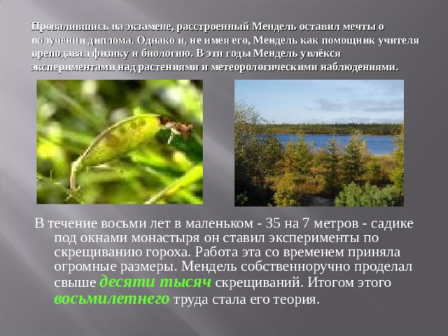 Провалившись на экзамене , расстроенный Мендель оставил мечты о получении диплома. Однако и, не имея его, Мендель как помощник учителя преподавал физику и биологию. В эти годы Мендель увлёкся экспериментами над растениями и метеорологическими наблюдениями. В течение восьми лет в маленьком - 35 на 7 метров - садике под окнами монастыря он ставил эксперименты по скрещиванию гороха. Работа эта со временем приняла огромные размеры. Мендель собственноручно проделал свыше десяти тысяч скрещиваний. Итогом этого восьмилетнего  труда стала его теория. 