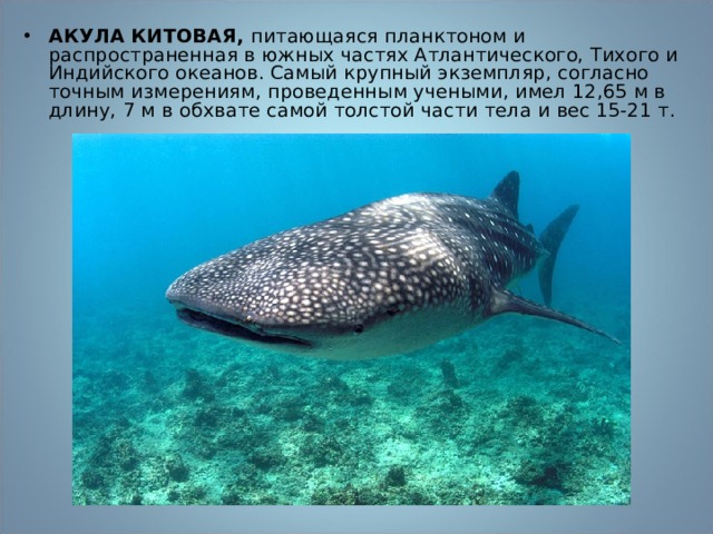  АКУЛА КИТОВАЯ ,  питающаяся планктоном и распространенная в южных частях Атлантического, Тихого и Индийского океанов. Самый крупный экземпляр, согласно точным измерениям, проведенным учеными, имел 12,65 м в длину, 7 м в обхвате самой толстой части тела и вес 15-21 т. 