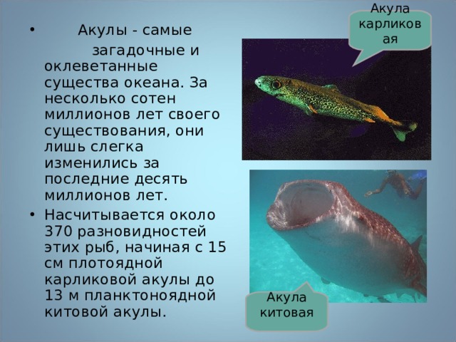 Акула карликовая  Акулы - самые  загадочные и оклеветанные существа океана. За несколько сотен миллионов лет своего существования, они лишь слегка изменились за последние десять миллионов лет. Насчитывается около 370 разновидностей этих рыб, начиная с 15 см плотоядной карликовой акулы до 13 м планктоноядной китовой акулы.  Акула китовая 