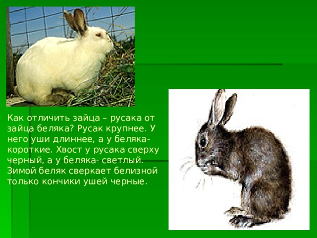Как отличить зайца – русака от зайца беляка? Русак крупнее. У него уши длиннее, а у беляка- короткие. Хвост у русака сверху черный, а у беляка- светлый. Зимой беляк сверкает белизной только кончики ушей черные. 