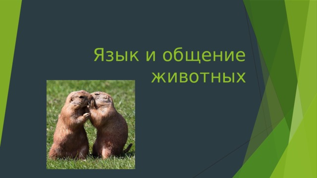 Язык и общение животных 