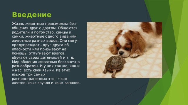 Введение Жизнь животных невозможна без общения друг с другом. Общаются родители и потомство, самцы и самки, животные одного вида или животные разных видов. Они могут предупреждать друг друга об опасности или призывают на помощь, отпугивают врагов, обучают своих детенышей и т. д. Мир общения животных бесконечно разнообразен. И у них так же, как и у нас, есть свои языки. Из этих языков три самых распространенных это – язык жестов, язык звуков и язык запахов. 