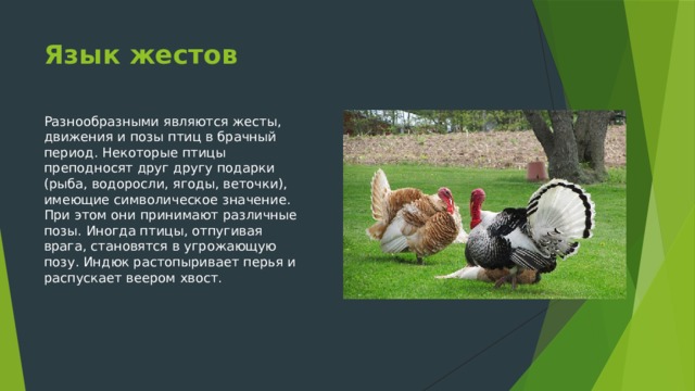 Язык жестов Разнообразными являются жесты, движения и позы птиц в брачный период. Некоторые птицы преподносят друг другу подарки (рыба, водоросли, ягоды, веточки), имеющие символическое значение. При этом они принимают различные позы. Иногда птицы, отпугивая врага, становятся в угрожающую позу. Индюк растопыривает перья и распускает веером хвост. 