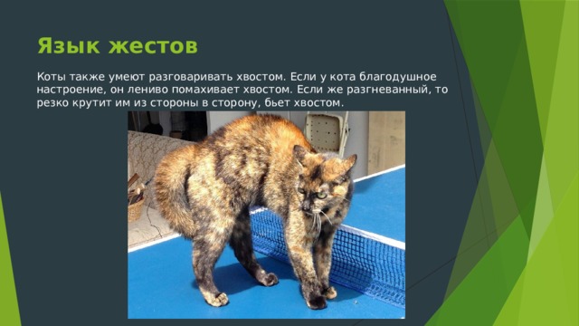 Язык жестов Коты также умеют разговаривать хвостом. Если у кота благодушное настроение, он лениво помахивает хвостом. Если же разгневанный, то резко крутит им из стороны в сторону, бьет хвостом. 