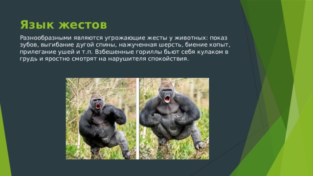 Язык жестов Разнообразными являются угрожающие жесты у животных: показ зубов, выгибание дугой спины, нажученная шерсть, биение копыт, прилегание ушей и т.п. Взбешенные гориллы бьют себя кулаком в грудь и яростно смотрят на нарушителя спокойствия. 