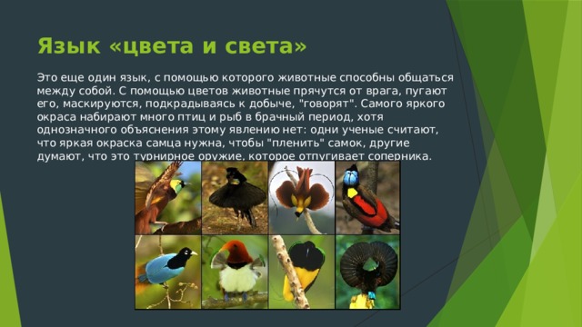 Язык «цвета и света» Это еще один язык, с помощью которого животные способны общаться между собой. С помощью цветов животные прячутся от врага, пугают его, маскируются, подкрадываясь к добыче, 