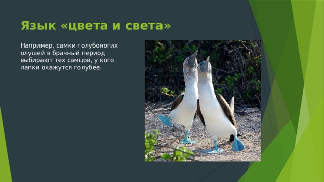 Язык «цвета и света» Например, самки голубоногих олушей в брачный период выбирают тех самцов, у кого лапки окажутся голубее. 