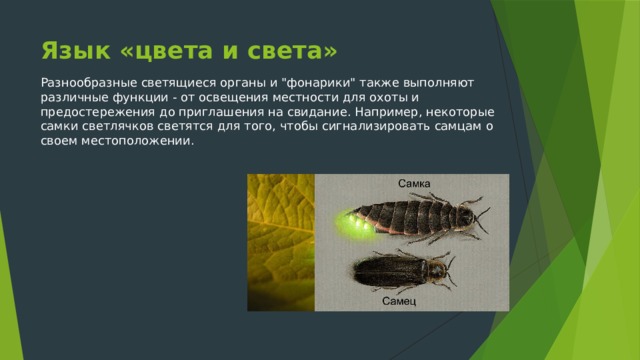 Язык «цвета и света» Разнообразные светящиеся органы и 