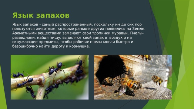 Язык запахов Язык запахов - самый распространенный, поскольку им до сих пор пользуются животные, которые раньше других появились на Земле. Ароматными веществами замечают свои тропинки муравьи. Пчелы-разведчики, найдя пищу, выделяют свой запах в воздух и на окружающие предметы, чтобы рабочие пчелы могли быстро и безошибочно найти дорогу к кормушке. 