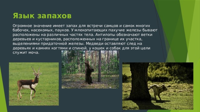 Язык запахов Огромное значение имеет запах для встречи самцов и самок многих бабочек, насекомых, пауков. У млекопитающих пахучие железы бывают расположены на различных частях тела. Антилопы обозначают ветки деревьев и кустарников, расположенных на границе их участка, выделениями придаточной железы. Медведи оставляют след на деревьях и камнях когтями и спиной, у кошек и собак для этой цели служит моча. 