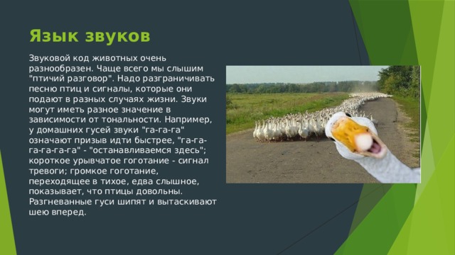 Язык звуков Звуковой код животных очень разнообразен. Чаще всего мы слышим 