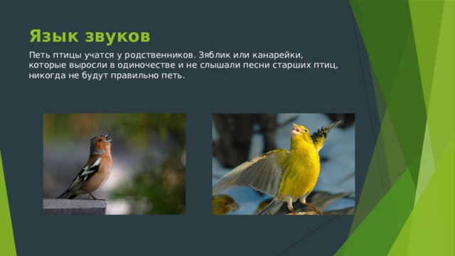 Язык звуков Петь птицы учатся у родственников. Зяблик или канарейки, которые выросли в одиночестве и не слышали песни старших птиц, никогда не будут правильно петь. 