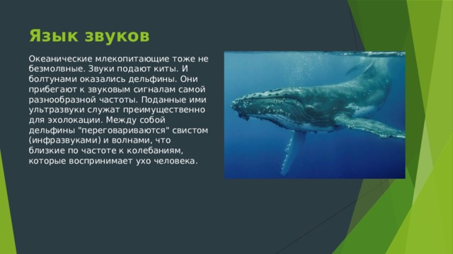 Язык звуков Океанические млекопитающие тоже не безмолвные. Звуки подают киты. И болтунами оказались дельфины. Они прибегают к звуковым сигналам самой разнообразной частоты. Поданные ими ультразвуки служат преимущественно для эхолокации. Между собой дельфины 