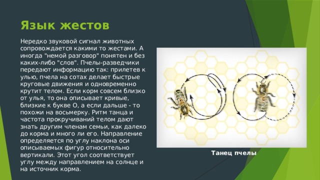 Язык жестов Нередко звуковой сигнал животных сопровождается какими то жестами. А иногда 